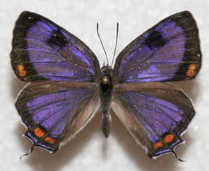 Vibrant_ Purple_ Hairstreak_ Butterfly.jpg Wallpaper