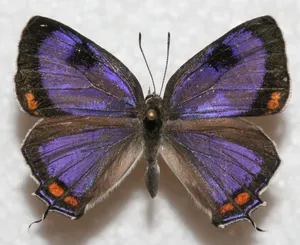 Vibrant_ Purple_ Hairstreak_ Butterfly.jpg Wallpaper