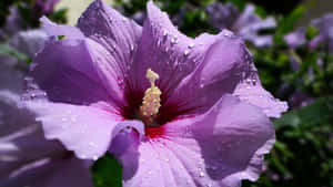 Vibrant Purple Hibiscuswith Dew Drops.jpg Wallpaper