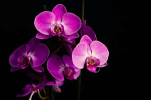 Vibrant Purple Orchids Black Background Wallpaper