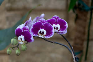 Vibrant Purple Orchids Blooming Wallpaper