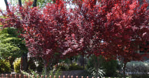 Vibrant Purple Plums On Display Wallpaper