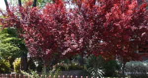 Vibrant Purple Plums On Display Wallpaper