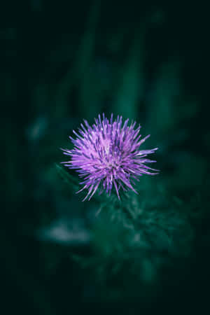 Vibrant Purple Thistle Flower Wallpaper