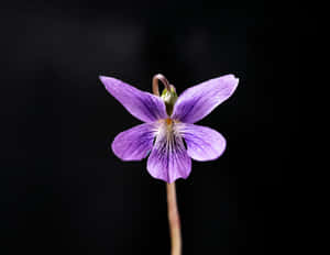 Vibrant Purple Viola Flower Wallpaper