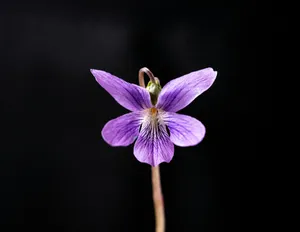 Vibrant Purple Viola Flower Wallpaper