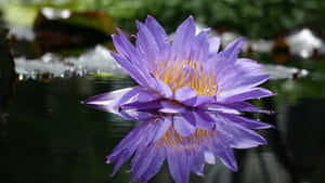 Vibrant_ Purple_ Water_ Lily.jpg Wallpaper