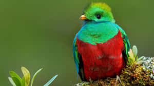 Vibrant Quetzal Bird Perched Wallpaper