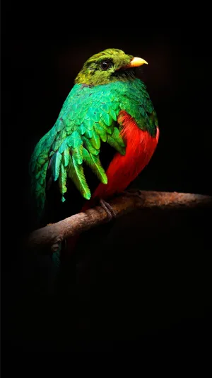 Vibrant Quetzal Perchedin Darkness Wallpaper