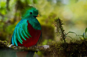 Vibrant Quetzal Perchedin Nature.jpg Wallpaper