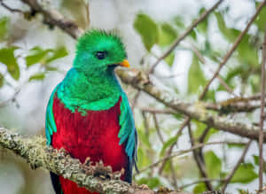 Vibrant Quetzal Perchedin Nature.jpg Wallpaper