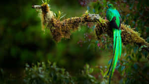 Vibrant Quetzal Perchedin Nature.jpg Wallpaper