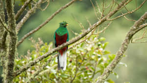 Vibrant Quetzal Perchedin Nature.jpg Wallpaper