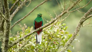 Vibrant Quetzal Perchedin Nature.jpg Wallpaper