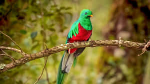 Vibrant Quetzal Perchedon Branch Wallpaper