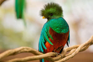 Vibrant Quetzal Perchedon Branch Wallpaper