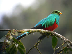 Vibrant Quetzal Perchedon Branch Wallpaper
