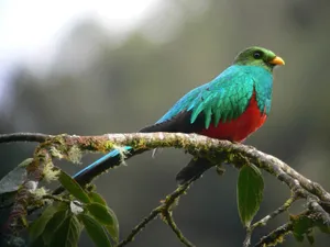 Vibrant Quetzal Perchedon Branch Wallpaper
