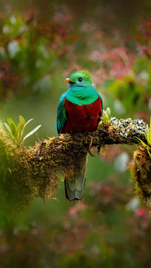 Vibrant Quetzal Perchedon Branch Wallpaper