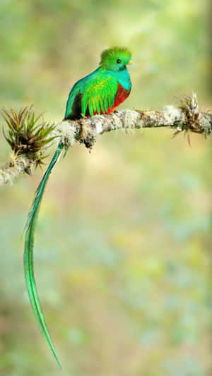 Vibrant Quetzal Perchedon Branch Wallpaper