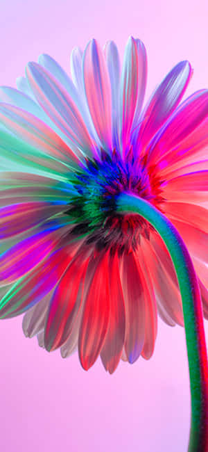 \ Vibrant Rainbow Flower For Iphone Wallpaper