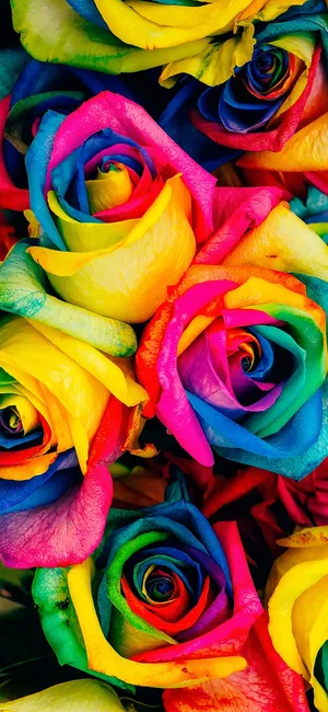 Vibrant_ Rainbow_ Roses_ Bouquet Wallpaper