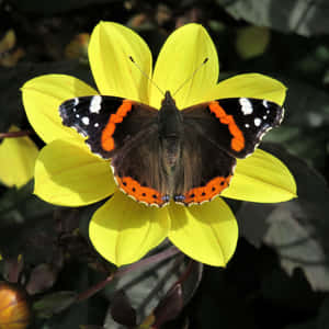 Vibrant Red Admiral Butterfly Perched On A Green Leaf Wallpaper