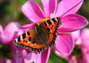 Vibrant Red Admiral Butterfly Resting On A Branch Wallpaper