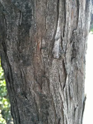 Vibrant Red And Black Locust Flower Wallpaper