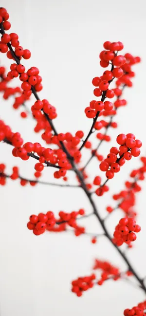 Vibrant Red Berries Branch Wallpaper