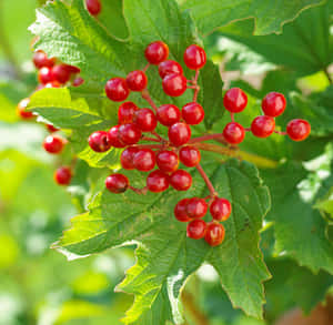 Vibrant Red Berries On A Branch Wallpaper