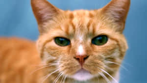 Vibrant Red Cat Lounging On A Comfy Sofa Wallpaper