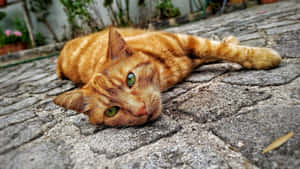 Vibrant Red Cat Lounging On A Red Background Wallpaper