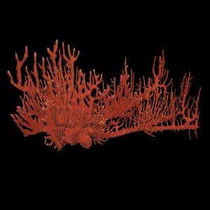 Vibrant Red Fire Coral Black Background Wallpaper