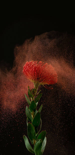 Vibrant Red Flower In 2k Amoled Display- Vibrant Colors With Stunning Clarity Wallpaper