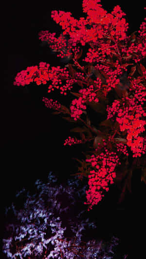 Vibrant Red Flowerson Black Background Wallpaper