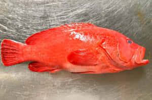 Vibrant Red Grouperon Metal Wallpaper