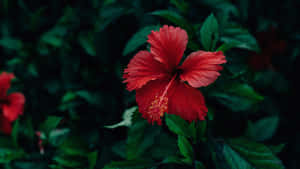 Vibrant Red Hibiscus Flower Dark Green Foliage.jpg Wallpaper