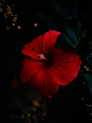 Vibrant_ Red_ Hibiscus_in_ Shadow.jpg Wallpaper