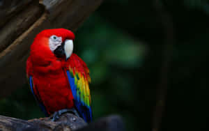 Vibrant Red Macaw Perched Wallpaper