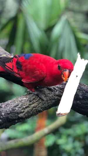 Vibrant_ Red_ Parrot_ Singapore_ Zoo.jpg Wallpaper