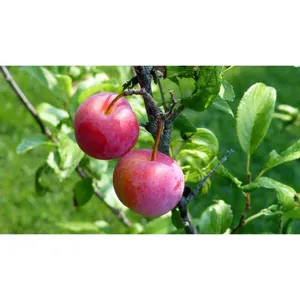 Vibrant Red Plum On Branch Wallpaper