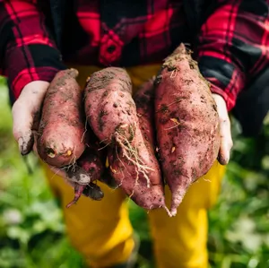 Vibrant Red Potatoes Wallpaper