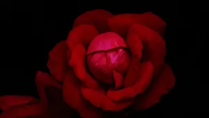 Vibrant_ Red_ Rose_ Closeup_4 K Wallpaper