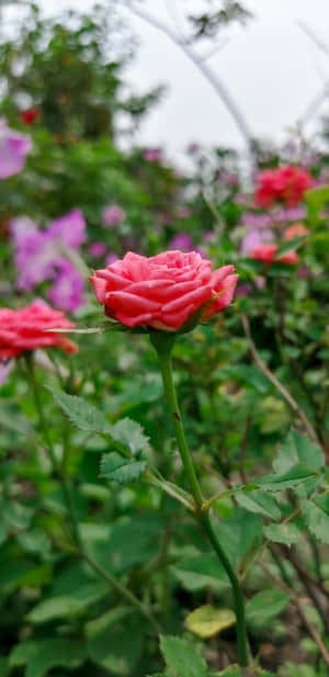 Vibrant_ Red_ Rose_in_ Bloom_4 K.jpg Wallpaper