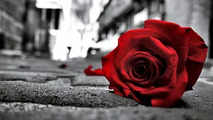Vibrant_ Red_ Rose_on_ Grey_ Background_4 K Wallpaper