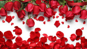 Vibrant Red Rose Petal Close-up Wallpaper