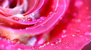 Vibrant Red Rose Petal Close-up Wallpaper
