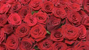Vibrant_ Red_ Roses_4 K Wallpaper