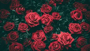 Vibrant Red Roses Dark Backdrop4 K Wallpaper